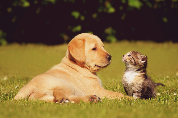 Perfect Pets Actions -Set 1-