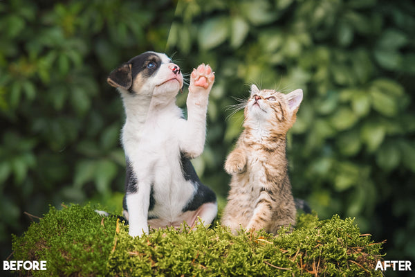 Pet Lightroom Presets for Pet Photographers