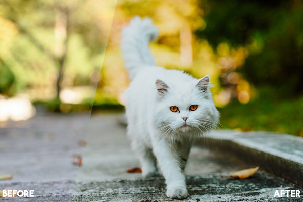 Pet Photography Photoshop Actions