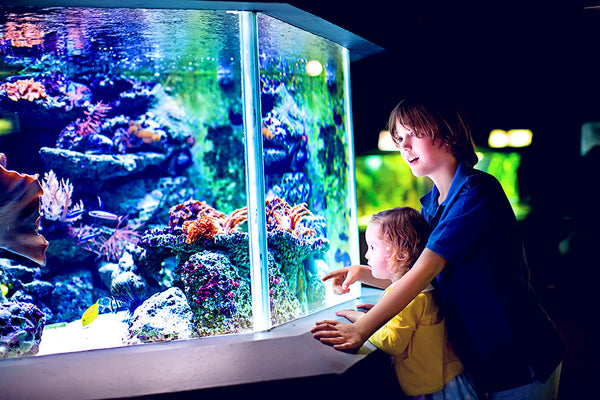 Perfect Pets Actions -Set 2-