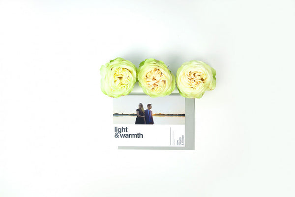 Holiday Marketing Collection | Holiday Cards, Marketing Letter + More!