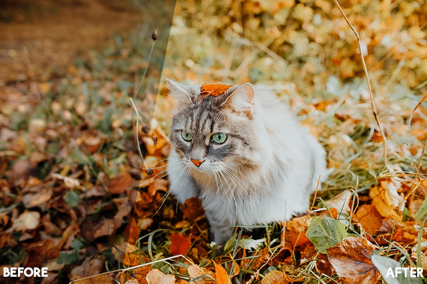 Pet Lightroom Presets for Pet Photographers