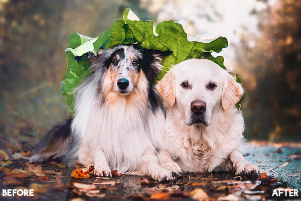 Pet Photography Photoshop Actions