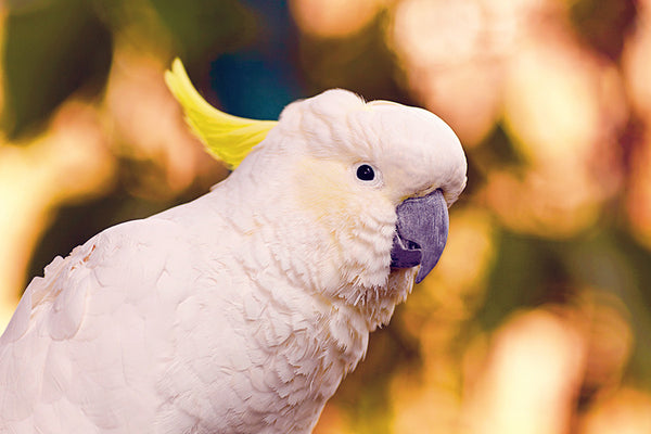 Perfect Pets Actions -Set 2-