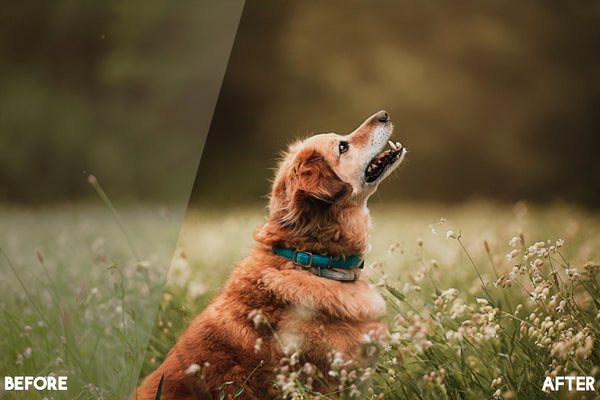 Pet Photography Photoshop Actions