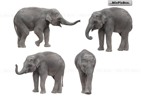 Photo Overlay Bundle: Beach Backgrounds, Dirt Explosion, Stadium Light, Animal Overlays, Ribbon, Floral + more!