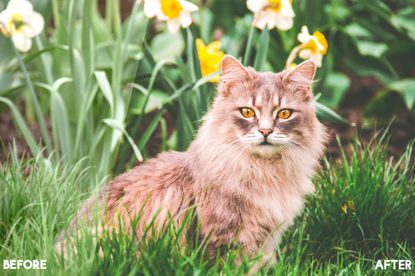 Pet Lightroom Presets for Pet Photographers