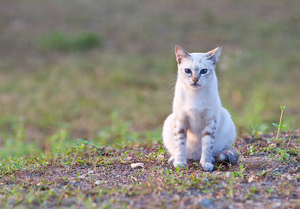 Perfect Pets Actions -Set 1-