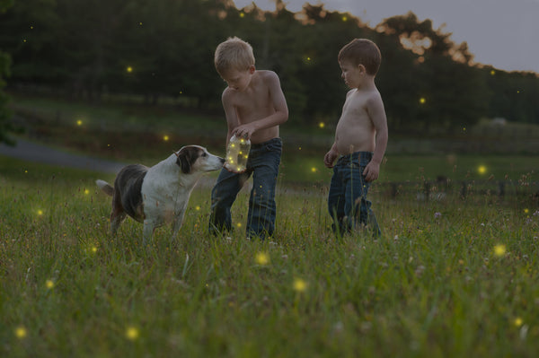 Firefly Video Course by Andrea Martin