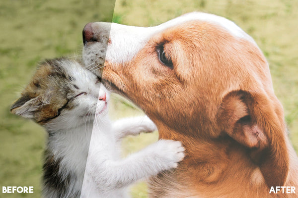 Pet Lightroom Presets for Pet Photographers