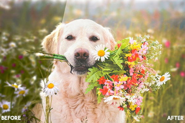 Pet Photography Photoshop Actions