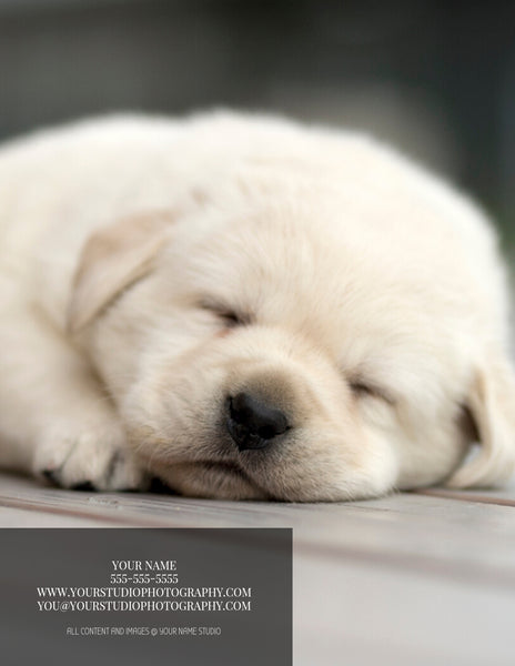 Pet Photography Location Planning Guide for Clients, Client Guide, Pet Welcome Guide