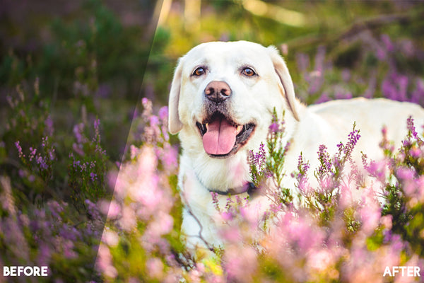 Pet Lightroom Presets for Pet Photographers