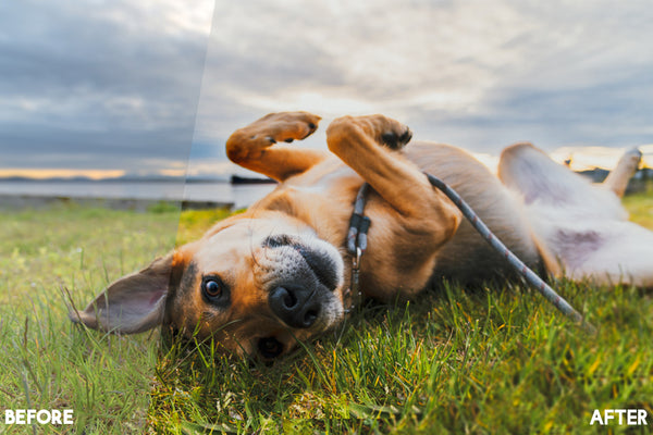 Pet Photography Photoshop Actions