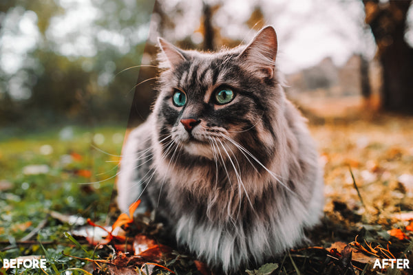 Pet Photography Photoshop Actions