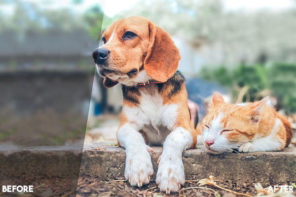 Pet Lightroom Presets for Pet Photographers