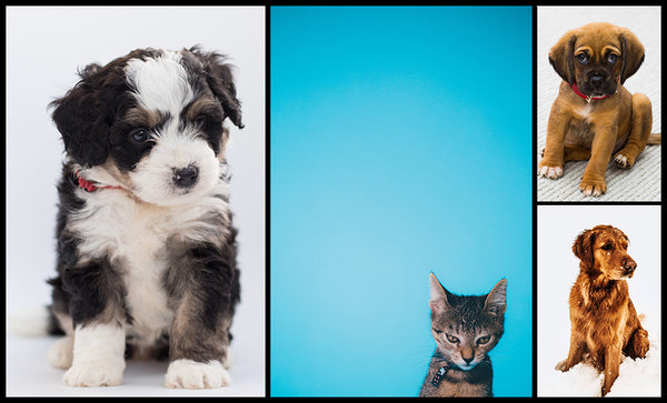 Collage Maker Templates & Actions