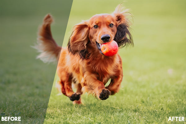 Pet Lightroom Presets for Pet Photographers