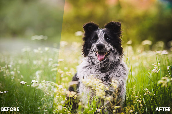 Pet Photography Photoshop Actions