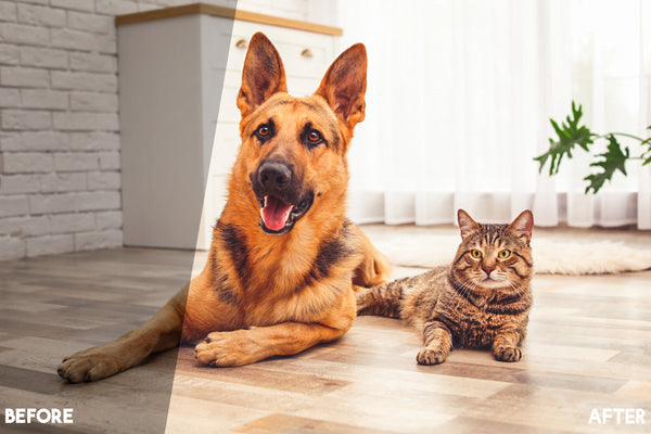 Pet Lightroom Presets for Pet Photographers