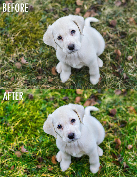 Action Spree Lightroom Preset Collection [Volume 2]