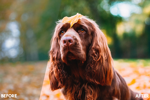 Pet Photography Photoshop Actions