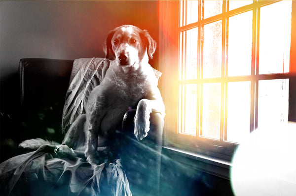 800+ HD Photo Overlays, Underwater, Real Smoke, Rain Overlays + More!