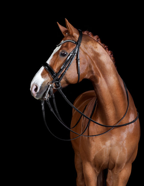 Pet Client Guide Template | Welcome Packet | PSD Templates