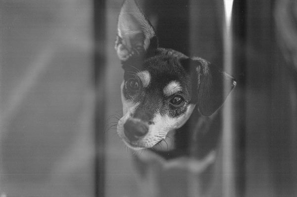 800+ HD Photo Overlays, Underwater, Real Smoke, Rain Overlays + More!