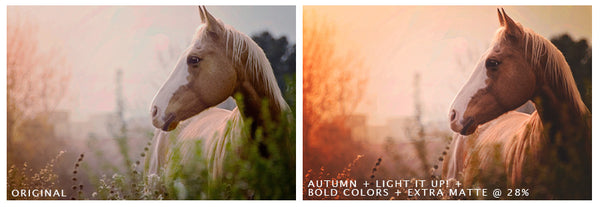 Fall Portrait Action Pack