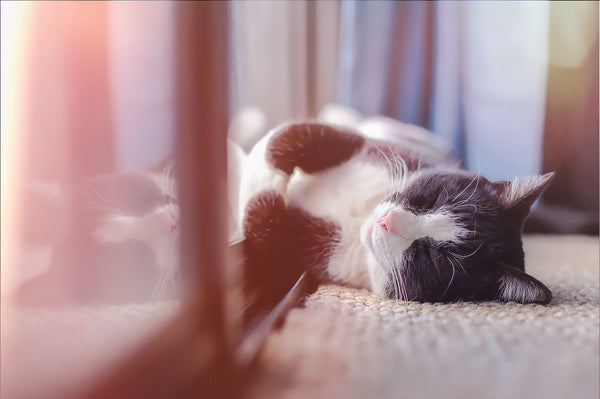 800+ HD Photo Overlays, Underwater, Real Smoke, Rain Overlays + More!