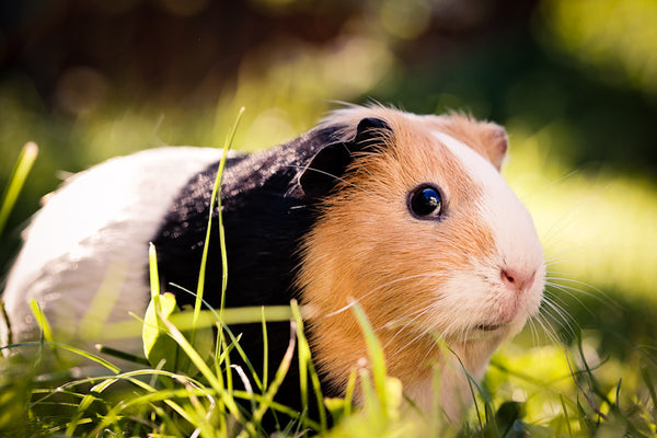 Pet Love Presets -Set 1-