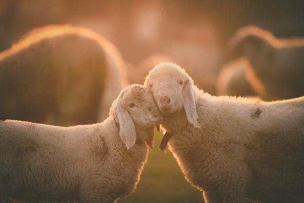 Golden Hour Presets -Set 1-