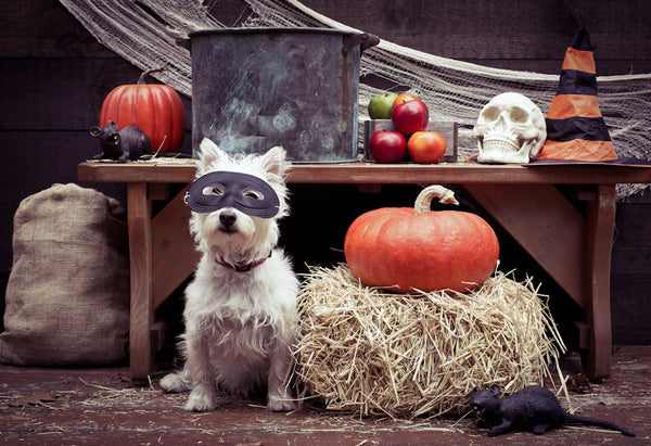 Pumpkin Smash Presets -Set 1-