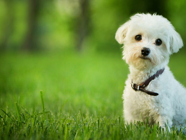 Pet Love Presets -Set 1-