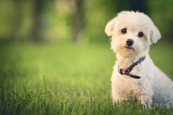 Pet Love Presets -Set 1-