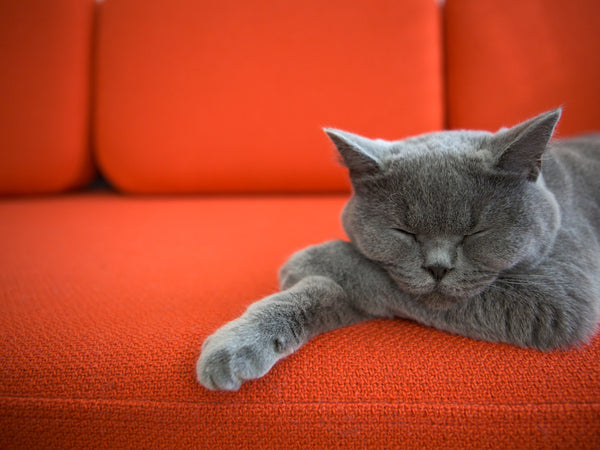 Pet Love Presets -Set 1-