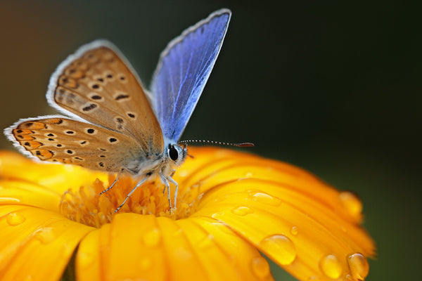 Macro Presets -Set 1-