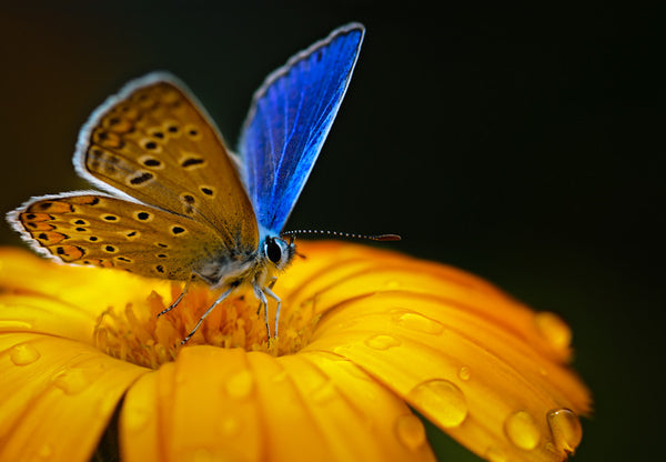 Macro Presets -Set 1-