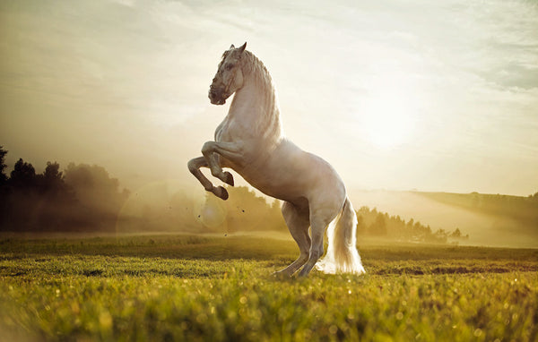 Pet Love Presets -Set 1-