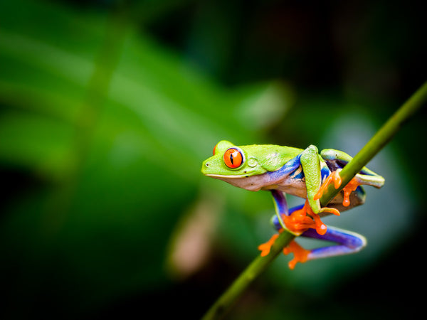 Pet Love Presets -Set 1-