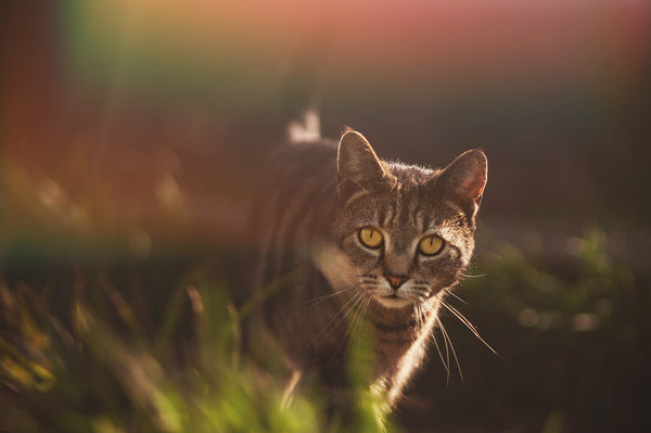 800+ HD Photo Overlays, Underwater, Real Smoke, Rain Overlays + More!