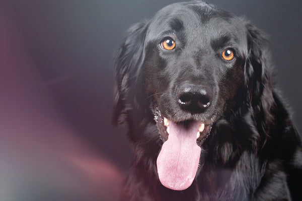 800+ HD Photo Overlays, Underwater, Real Smoke, Rain Overlays + More!