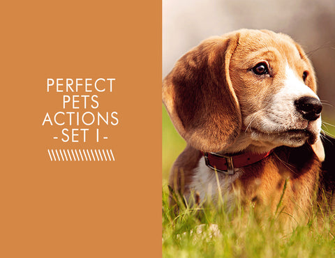 Perfect Pets Actions -Set 1-