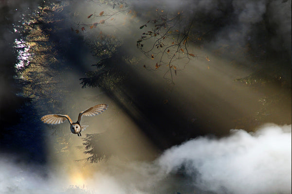 800+ HD Photo Overlays, Underwater, Real Smoke, Rain Overlays + More!