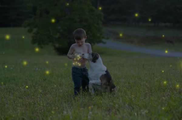 Firefly Video Course by Andrea Martin