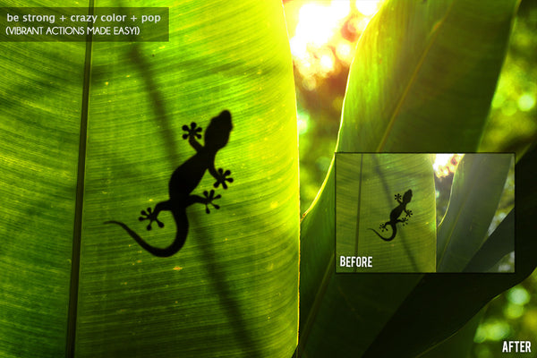 BP4U Essentials Photoshop Action Collection 1